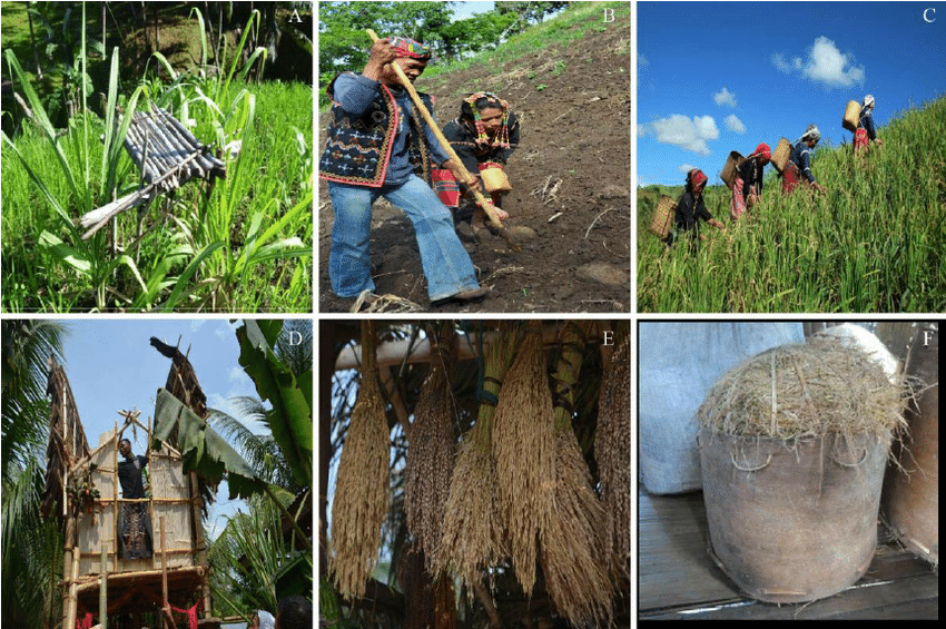 Traditional farming practices in Sarangani Province the Philippines A Blaan and Tboli