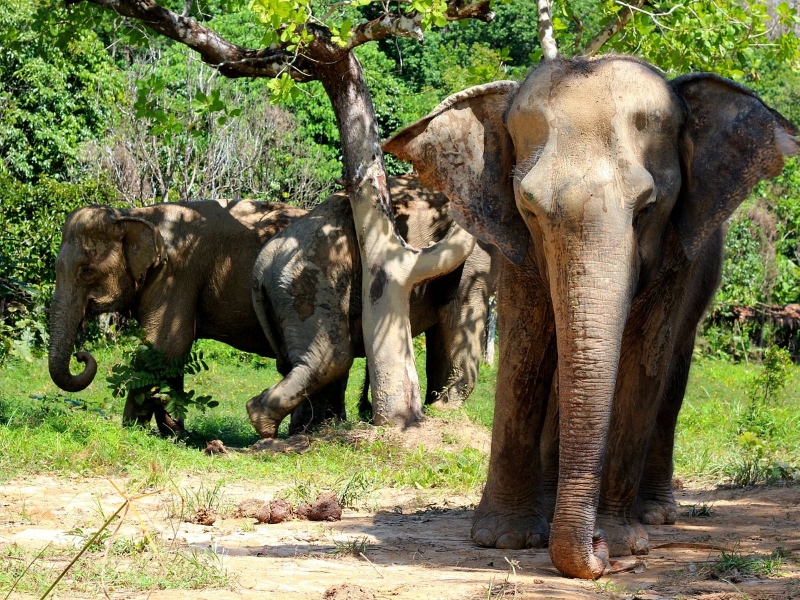 Other Elephant Experiences in Thailand