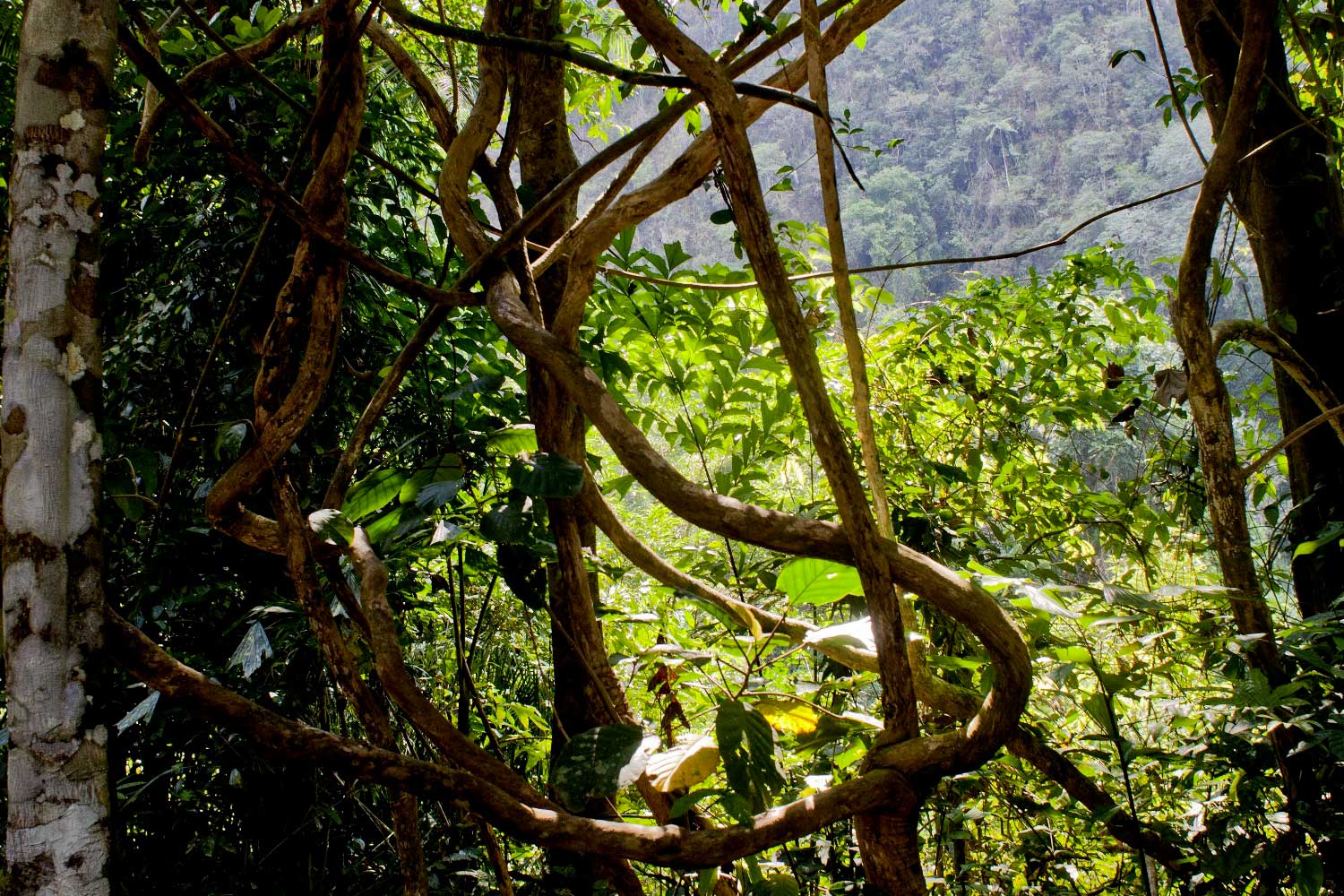 Khao Sok Walk Around